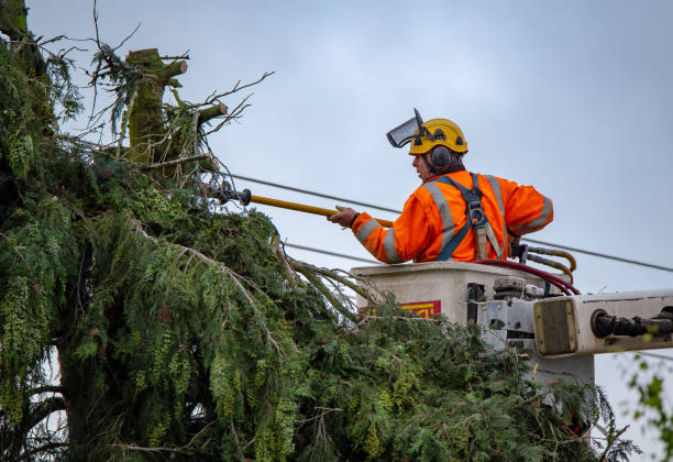 Best Tree Risk Assessment  in Durant, IA