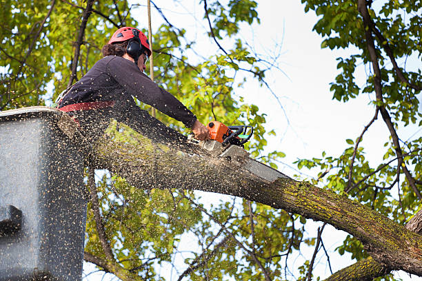 Best Root Management and Removal  in Durant, IA