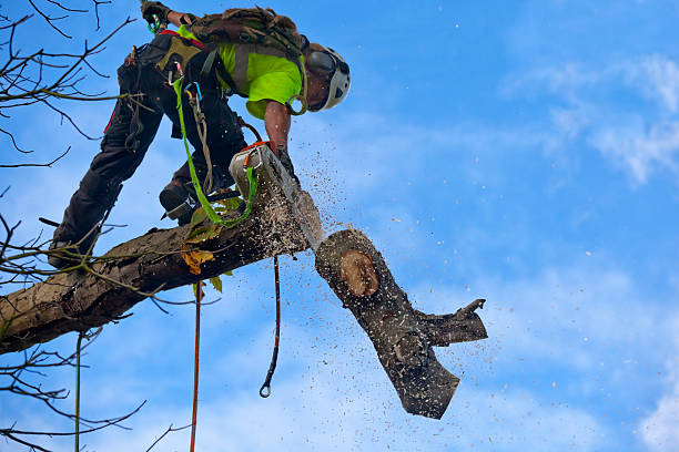 How Our Tree Care Process Works  in  Durant, IA